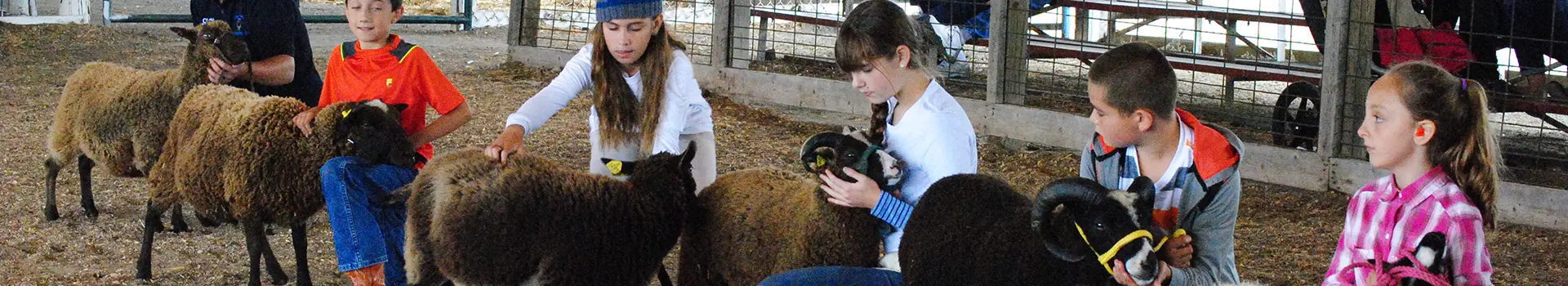 Sheep Show