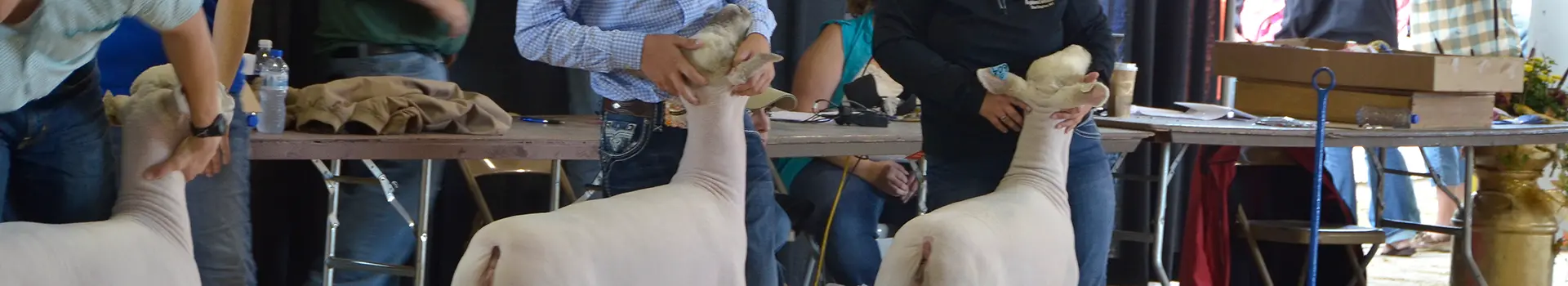Sheep Show